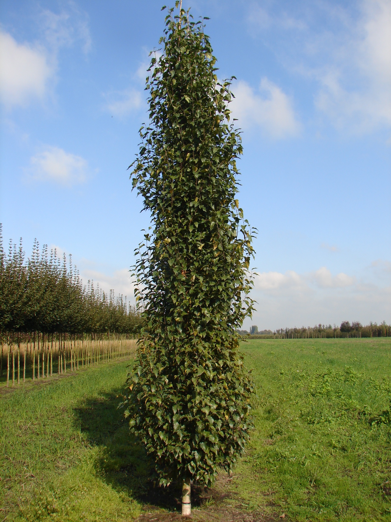 Betula pendula 'Fastigiata'